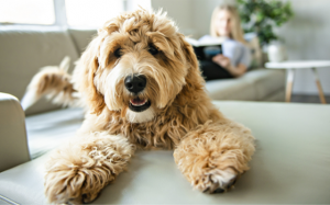 Tử vi Chủ nhật (11/8/2019): Song Ngư nên cố tìm động lực để phát triển