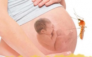 Bà bầu bị côn trùng cắn: Nguy hiểm cho cả mẹ và bé