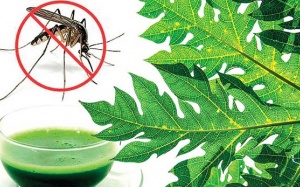 Cách giảm triệu chứng sốt xuất huyết bằng lá đu đủ vườn nhà