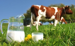 Loại sữa bò bạn đang uống có tốt và an toàn?