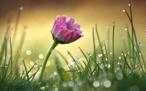 Bắc Bộ và Trung Bộ mưa dông đến hết ngày mai