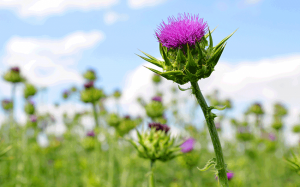 Nên dùng thảo dược nào để hỗ trợ điều trị bệnh gan?