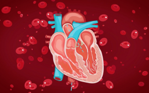 Hẹp van động mạch chủ có nguy hiểm không, có triệu chứng gì nhận biết?