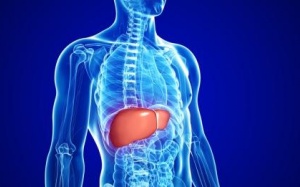 Những thông tin về gan có thể bạn chưa biết