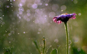 Trung Bộ và Tây Nguyên có mưa to đến rất to