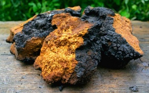 Nấm chaga giúp giảm viêm, phòng ngừa ung thư và nhiều hơn thế