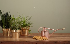 Trồng cây cảnh gì trong văn phòng để giảm stress?