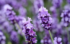 Hoa oải hương: Lợi ích sức khỏe không ngờ