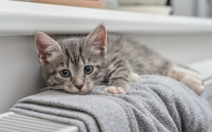 Tử vi thứ Tư (25/9/2019): Bọ Cạp chỉ nên làm điều mình thấy thoải mái