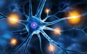 Rối loạn thần kinh tự chủ là gì, có triệu chứng gì cảnh báo?