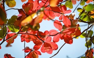 Bắc Bộ tiếp tục khô hanh trong những ngày tới