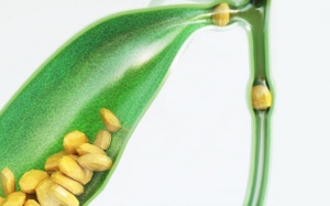 Sỏi ống mật chủ là gì, có nguy hiểm không?