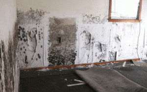 12 loại nấm mốc trong nhà và nơi chúng trú ngụ