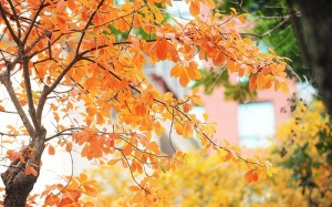 Thời tiết ngày 10/10: Bắc Bộ giảm mưa, trời hửng nắng