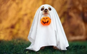 Tử vi thứ Năm (31/10/2019): Ngày Halloween của 12 cung hoàng đạo sẽ như thế nào?