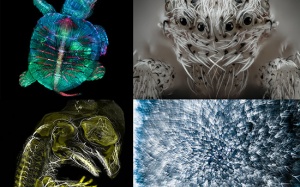 Ấn tượng thế giới vi mô siêu nhỏ dưới kính hiển vi qua ảnh Nikon Small World 2019