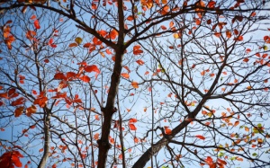 Thời tiết ngày 5/11: Bắc Bộ hanh khô, Nam Trung Bộ mưa dông diện rộng