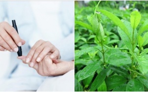 Dây thìa canh – Thảo dược quý cho người bệnh đái tháo đường