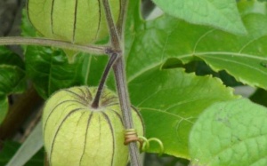 Physavie - nguyên liệu sản xuất sản phẩm chăm sóc da cao cấp