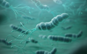 Liệu pháp tự nhiên giúp điều trị nhiễm khuẩn Hp gây viêm loét dạ dày