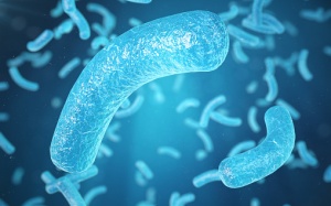 Protein đơn bào là gì, có an toàn không cho sức khỏe không?