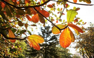 Cuối tuần, Bắc Bộ ngày hửng nắng, đêm và sáng trời rét