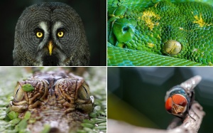 Ngắm vẻ đẹp từ đôi mắt của những sinh vật tự nhiên trên khắp Trái đất 