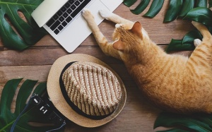 Tử vi thứ Hai (25/11/2019): Xử Nữ có tâm trạng tốt để làm việc