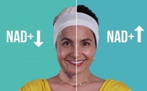 Bổ sung NAD+ có thể kéo dài tuổi thọ cho bệnh nhân mắc chứng lão hóa sớm