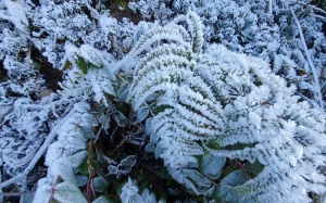 Thời tiết ngày 10/12: Bắc Bộ tiếp tục rét, vùng núi cao có băng giá