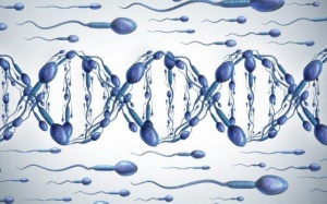 Phát hiện đột phá về loại gene đột biến gây vô sinh ở nam giới