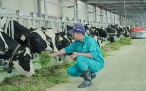 Bò sữa tại Resort của Vinamlk cũng... 'ăn Tết'