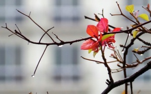 Thời tiết ngày 8/1: Bắc Bộ mưa về đêm và sáng, ngày hửng nắng