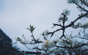 Thời tiết ngày 9/1: Bắc Bộ ấm áp, đêm và sáng có sương mù