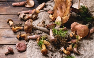 Đâu là những loại nấm giúp phòng ngừa cảm lạnh và cúm? 