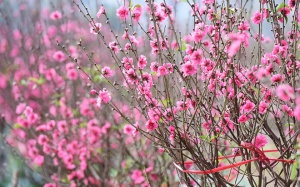 Thời tiết cả nước dịp trước và trong Tết Nguyên đán Canh Tý 2020 như thế nào?