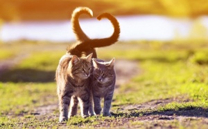 Tử vi Chủ nhật (16/2/2020): Bảo Bình nên mạnh dạn thổ lộ tình cảm với người mình yêu