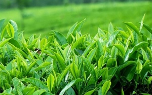 Uống trà xanh đúng cách để không gây hại cho sức khỏe