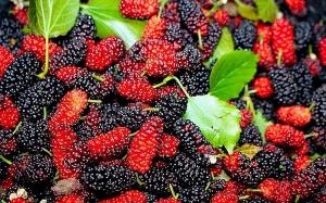 Bật mí 8 công dụng của trái dâu tằm - trái cây nhỏ mà có võ