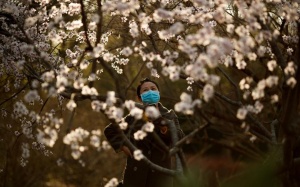 Ngắm hoa anh đào nở rộ khắp nơi trên thế giới giữa đại dịch Covid-19