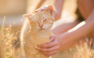 Tử vi thứ Ba (31/3/2020): Xử Nữ nên nhẹ nhàng, bao dung hơn với người yêu