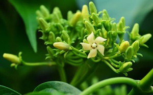 Dây thìa canh ngăn ngừa béo phì, đái tháo đường và nhiều lợi ích khác