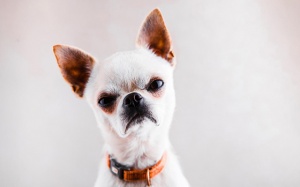 Tử vi thứ Sáu (3/4/2020): Thiên Bình nên chủ động tránh các xung đột, tranh cãi