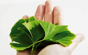 Bạch quả giúp giảm lo âu, tốt cho não bộ và nhiều lợi ích khác