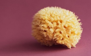 Sử dụng hoạt chất tách từ bọt biển có thể “dọn sạch” tế bào ung thư cổ tử cung