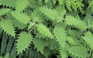 Bất ngờ với tác dụng của những loài cỏ mọc dại