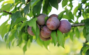 Hệ tiêu hóa và hệ tim mạch khỏe mạnh nhờ ăn quả mận