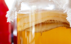 Uống kombucha (nấm thủy sâm) mỗi ngày để mang lại 5 lợi ích cho sức khỏe
