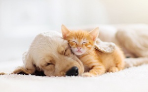 Tử vi thứ Bảy (25/4/2020): Sư Tử có thể làm quen với một người đặc biệt