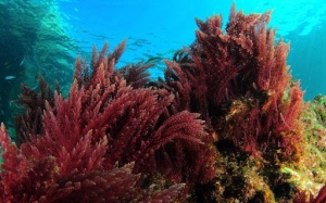 Tăng cường miễn dịch bằng tảo đỏ Ireland